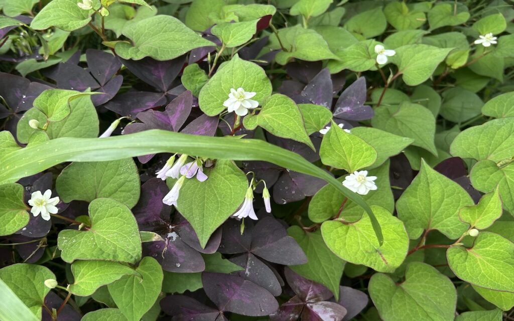 ドクダミ|白い花と葉っぱ