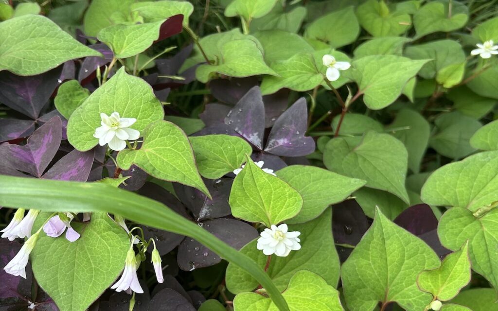 ドクダミ｜白い花と葉っぱ