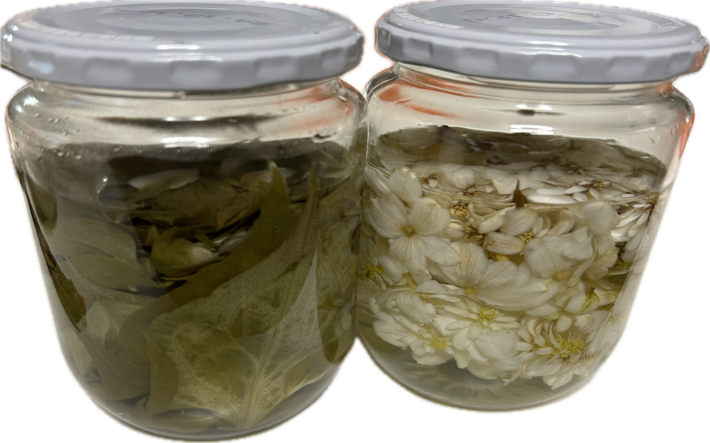 ドクダミ｜チンキ作り。