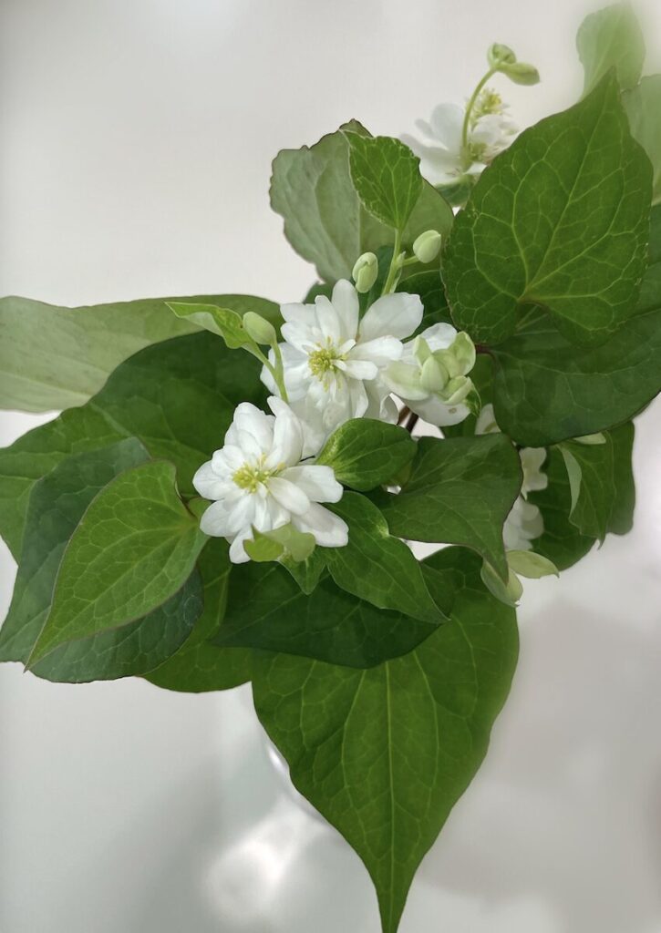 ドクダミ｜白い花を花瓶にさしている様子