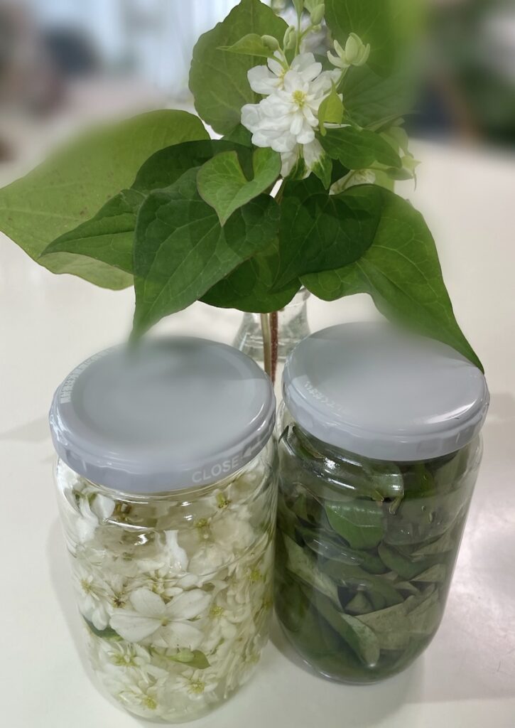 ドクダミ｜チンキ作り。お花と葉っぱをリカーにつけている様子