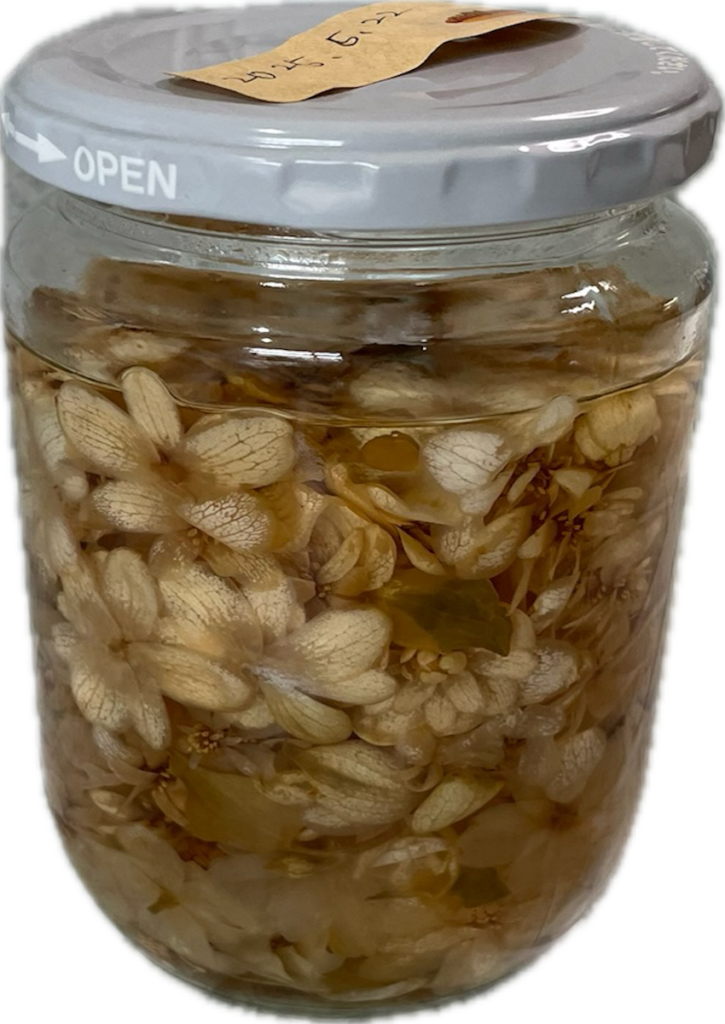 ドクダミ｜リカーに漬けたお花