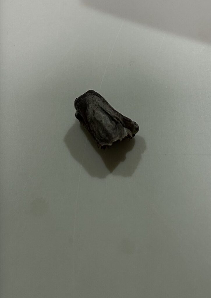 金の成る木｜折れた枝