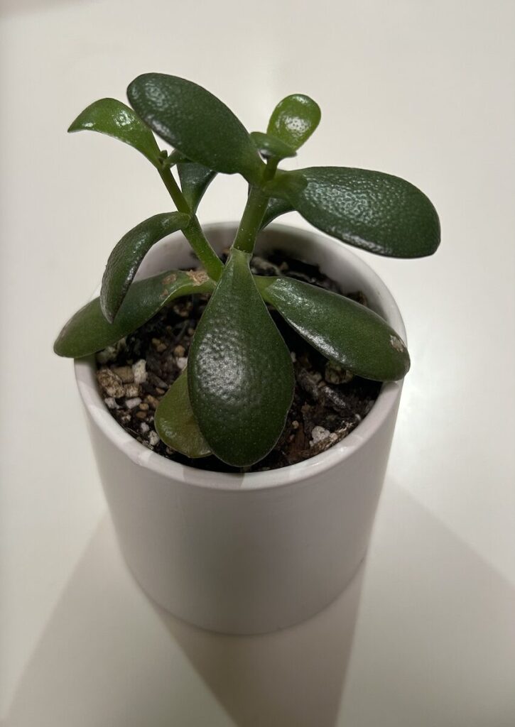 金の成る木｜小さな鉢