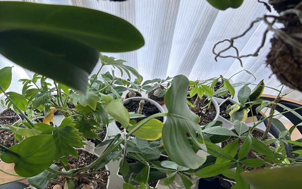 小さなジャングル｜パキラ・モンステラ・胡蝶蘭を育てている様子