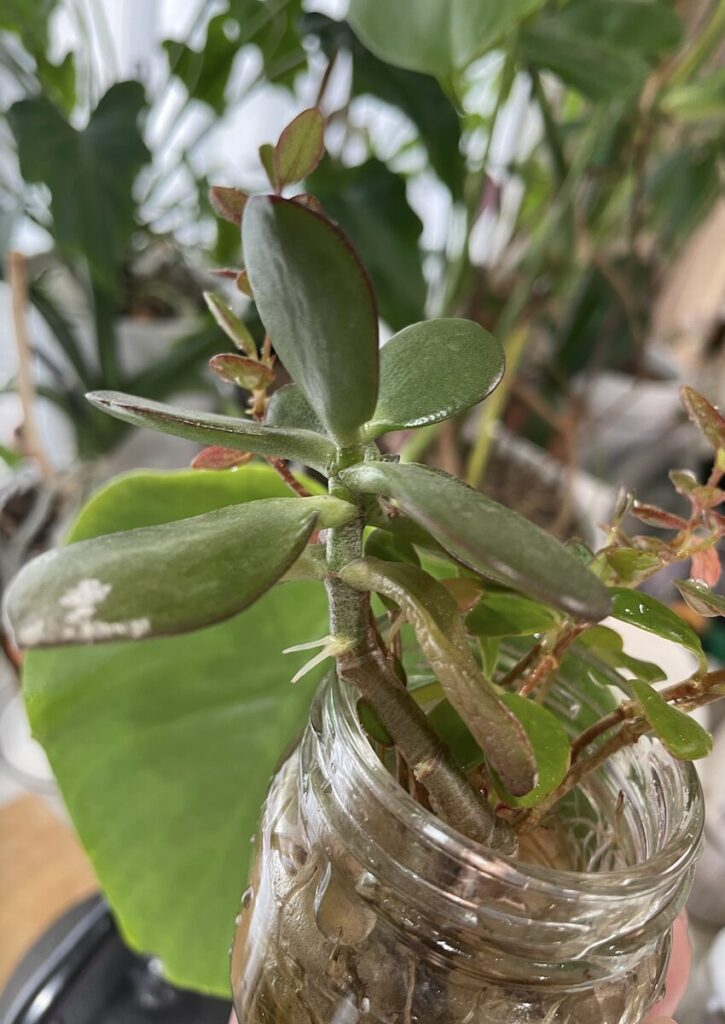 金の成る木|水差しの様子