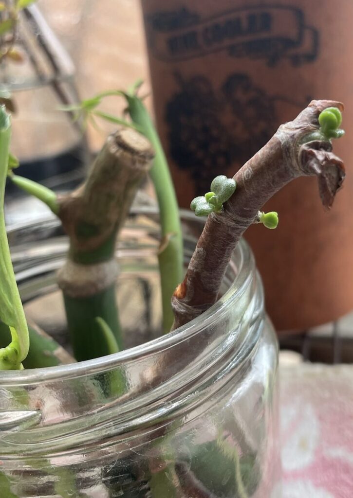 金の成る木|水差しの様子