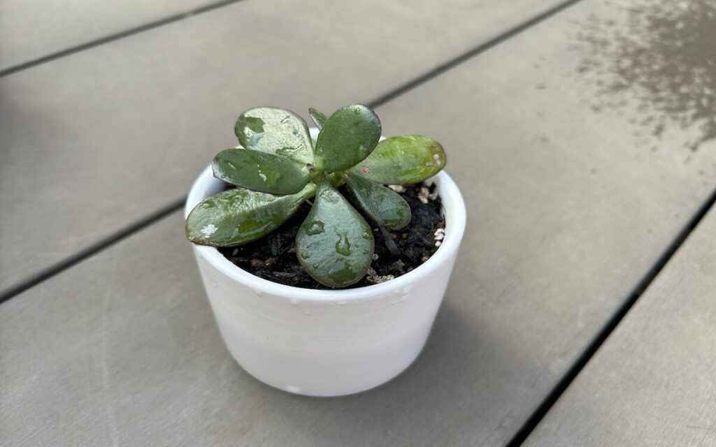 金の成る木｜小さな鉢