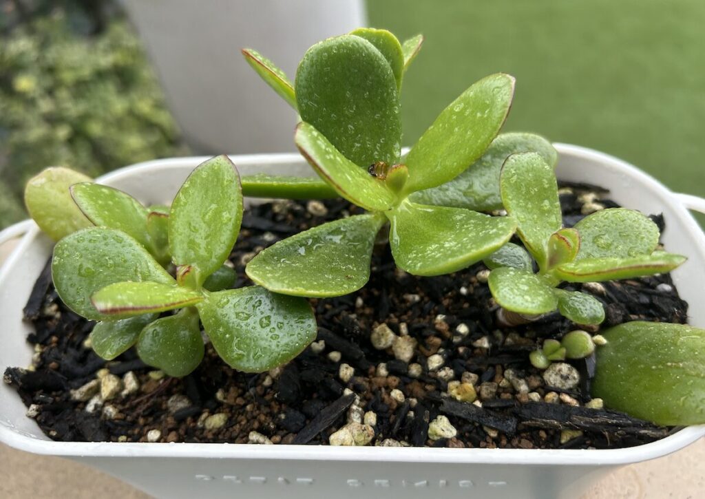 金の成る木｜葉っぱ