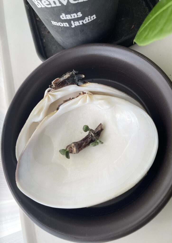 金の成る木｜折れた枝