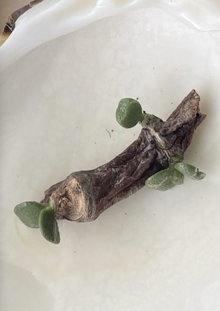 金の成る木｜小さな鉢