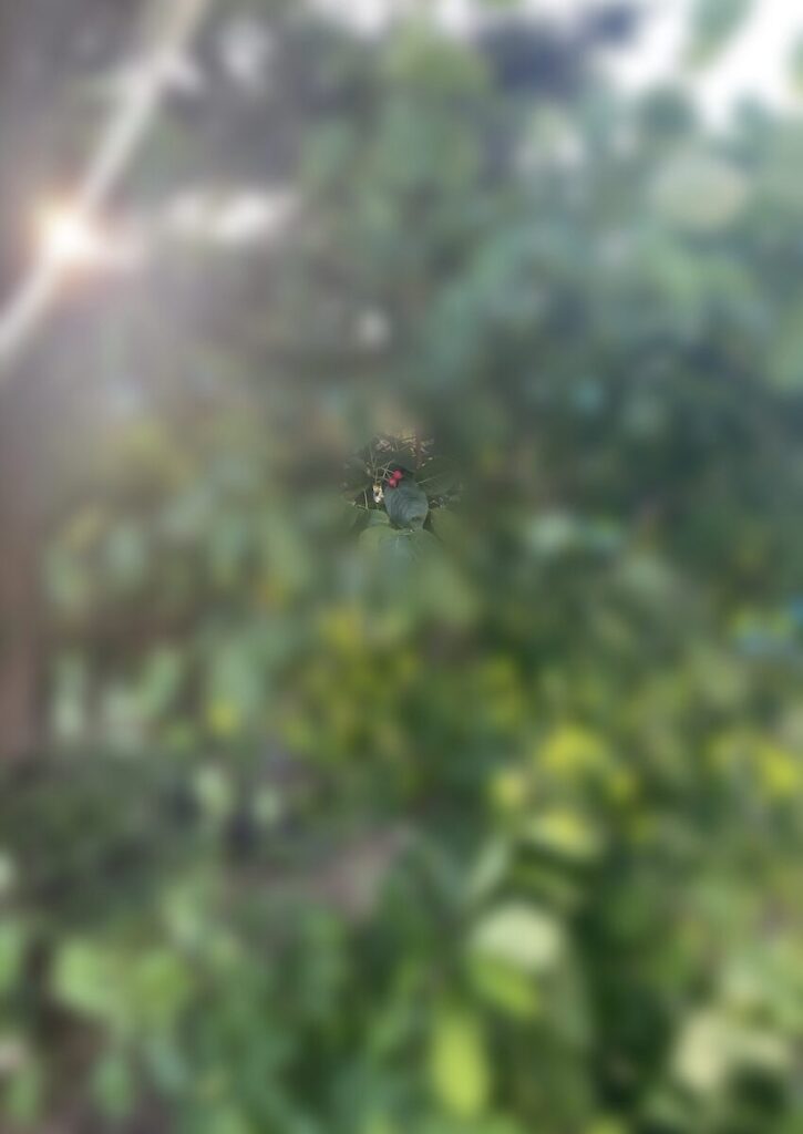 ジューンベリー｜赤い実