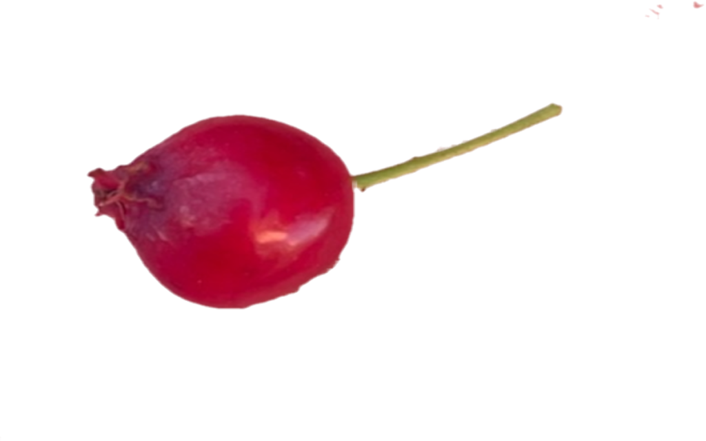 ジューンベリー｜赤い実