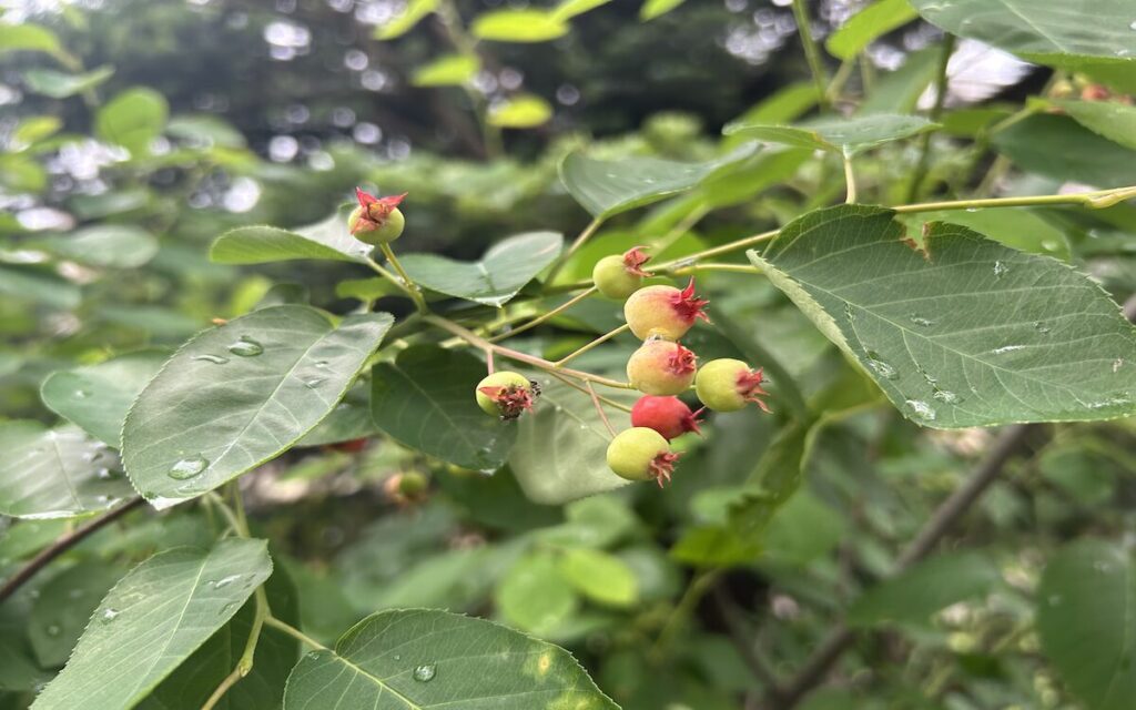 ジューンベリー｜赤く色づき始めた緑色の実