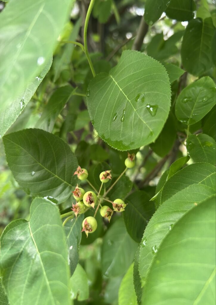 ジューンベリー｜緑色の実