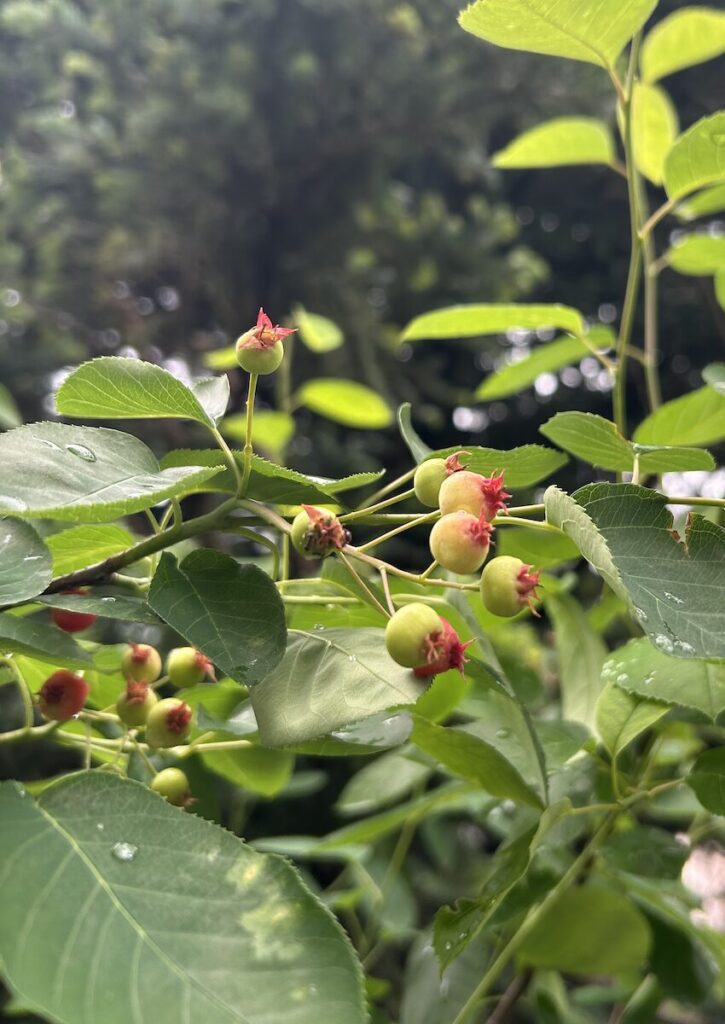 ジューンベリー｜赤く色づき始めた緑色の実