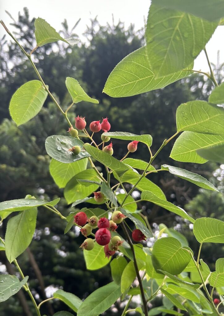 ジューンベリー｜緑と赤い実