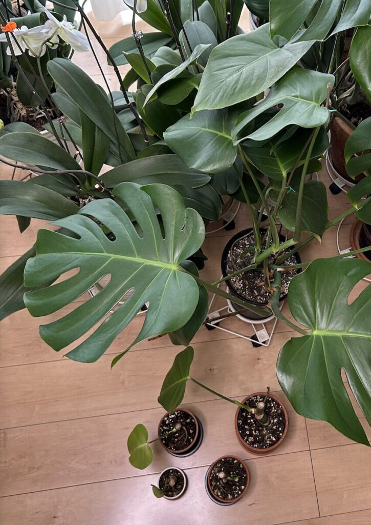 モンステラ｜大きな鉢と小さな鉢