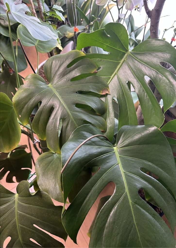 モンステラ|鉢植えで育てる葉っぱ