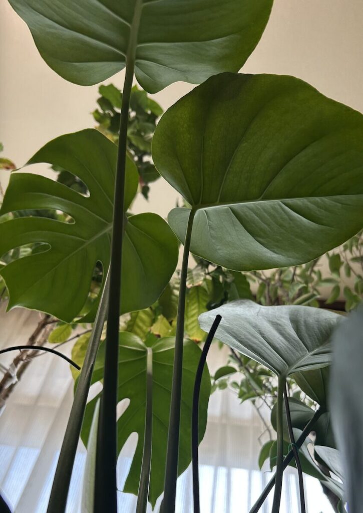 モンステラ|鉢植えで育てる葉っぱ