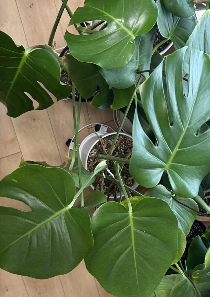 モンステラ|鉢植えで育てる葉っぱ