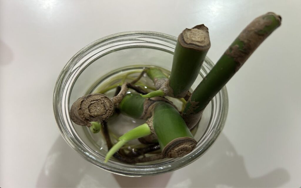 モンステラ｜新芽