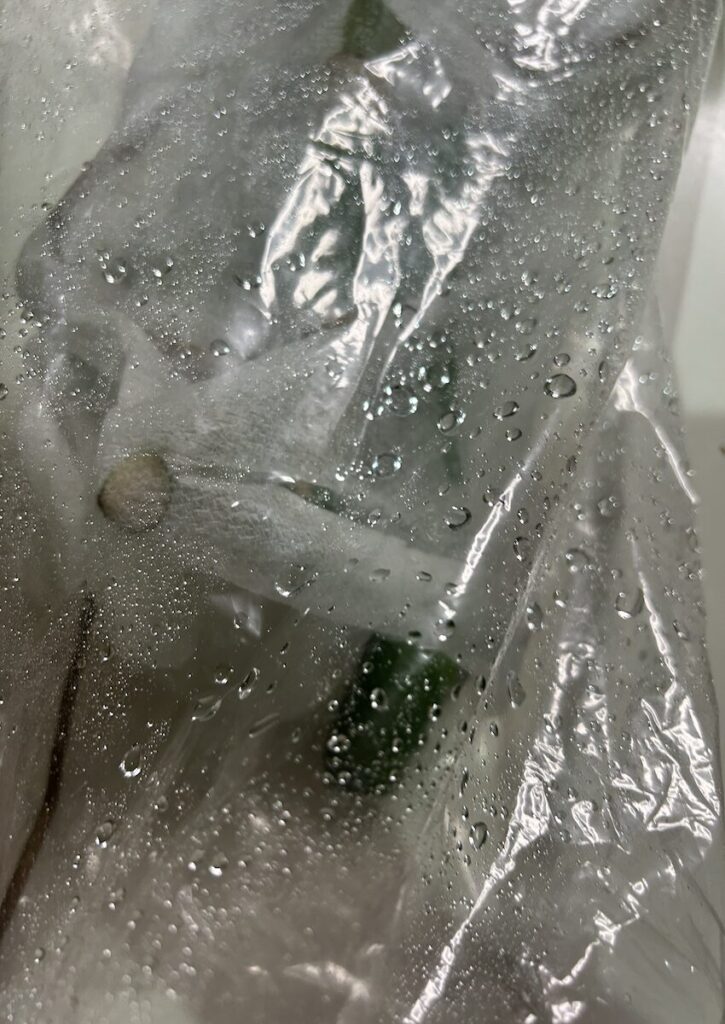 モンステラ｜カットした枝を霧吹きして袋に入れた様子