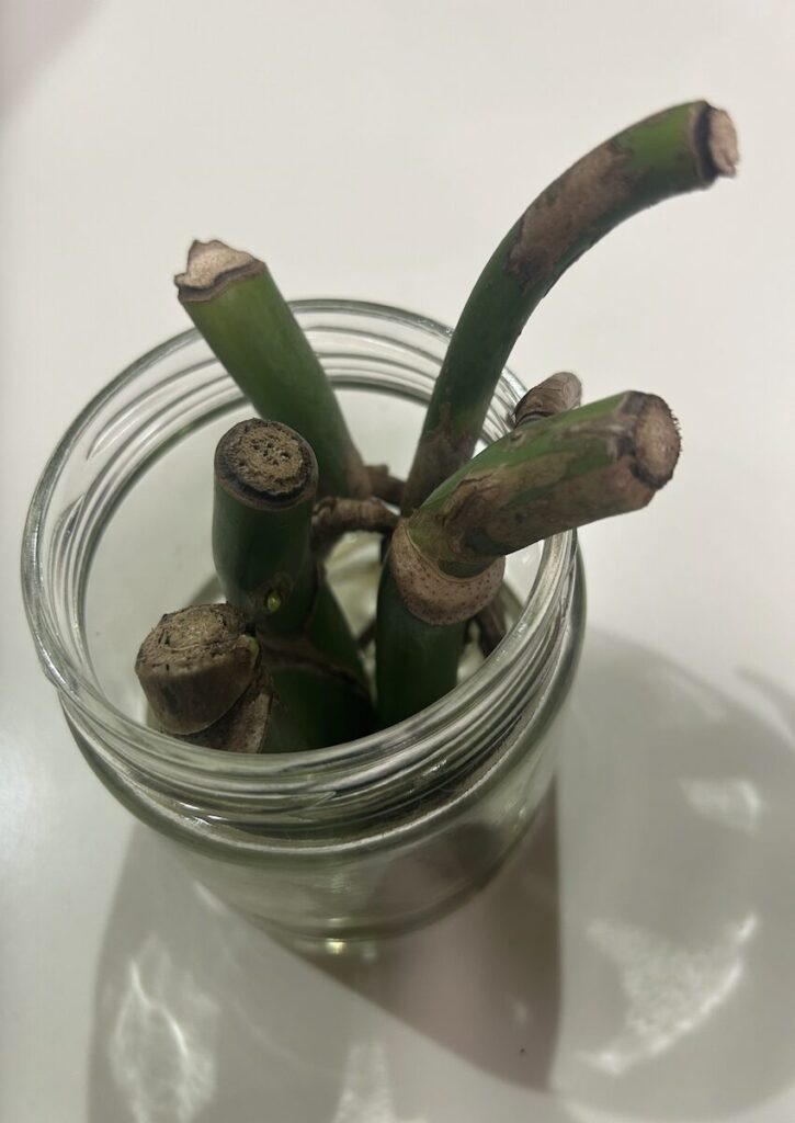 モンステラ｜カットして水差しをしている様子