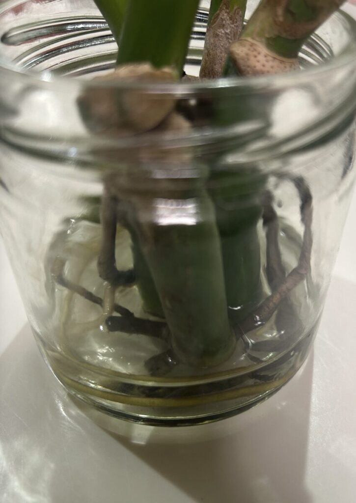 モンステラ｜カットして水差しをしている様子