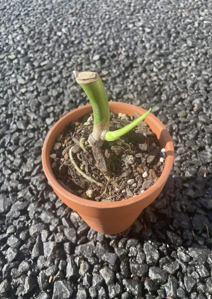 モンステラ｜植え替え