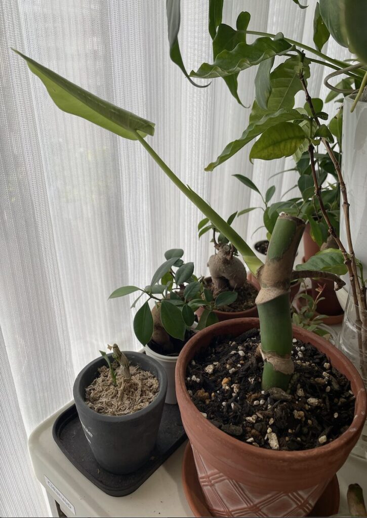 モンステラ｜新葉