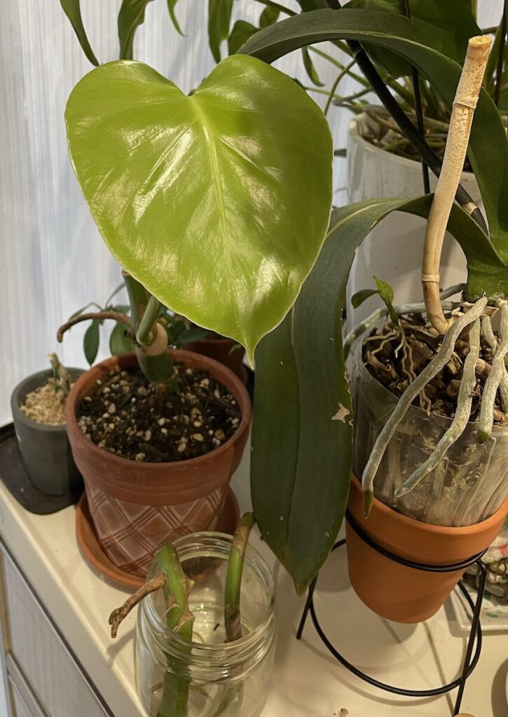 モンステラ｜ハートの形をした新葉