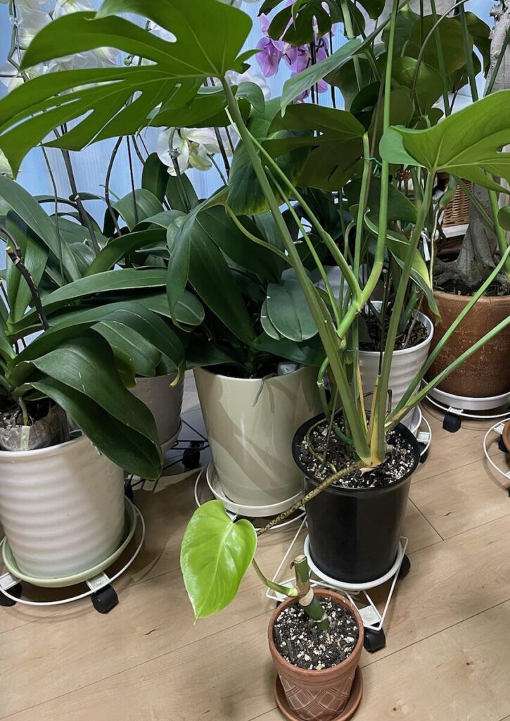 モンステラ｜大きい鉢と小さい鉢