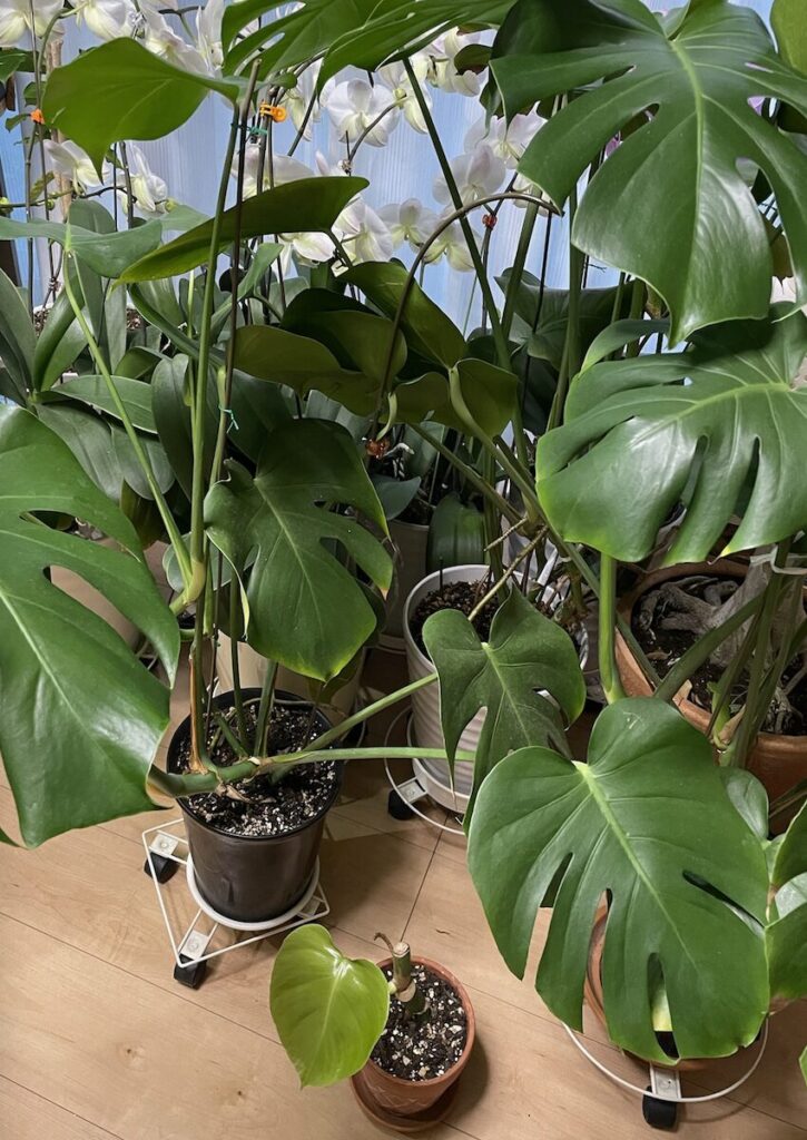 モンステラ｜大きい鉢と小さい鉢