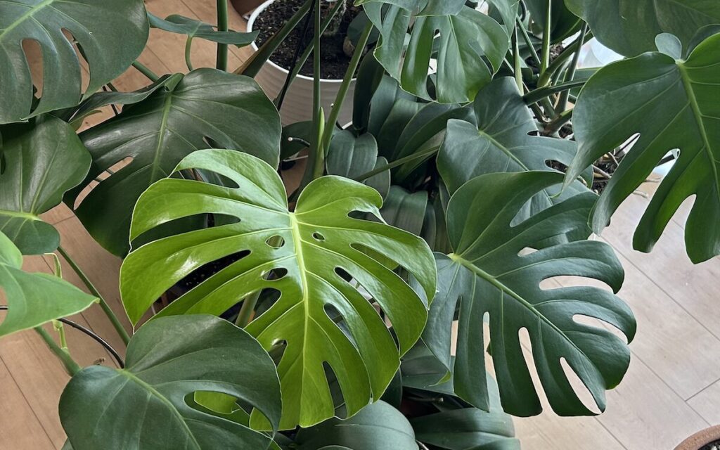 モンステラ｜大きい鉢で育成