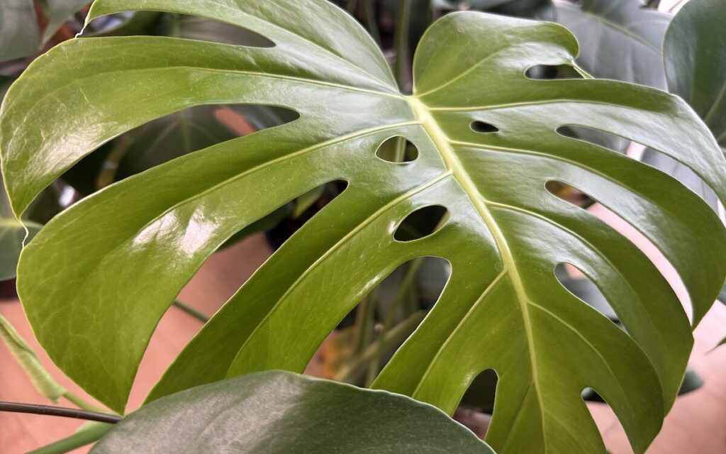 モンステラ｜大きい鉢で育成