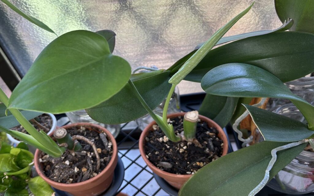 モンステラ｜小さな鉢で育てている様子