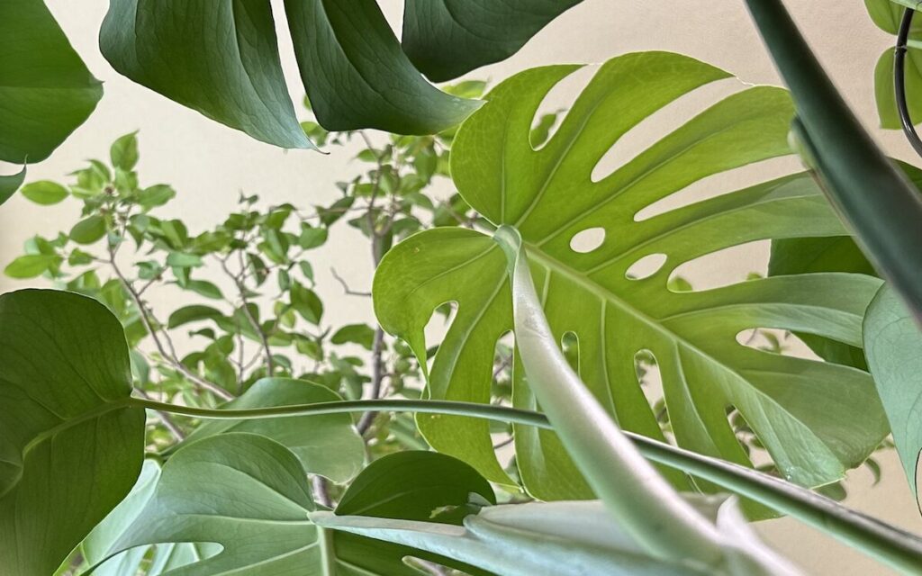 モンステラ｜大きな切れ込みがある葉っぱ