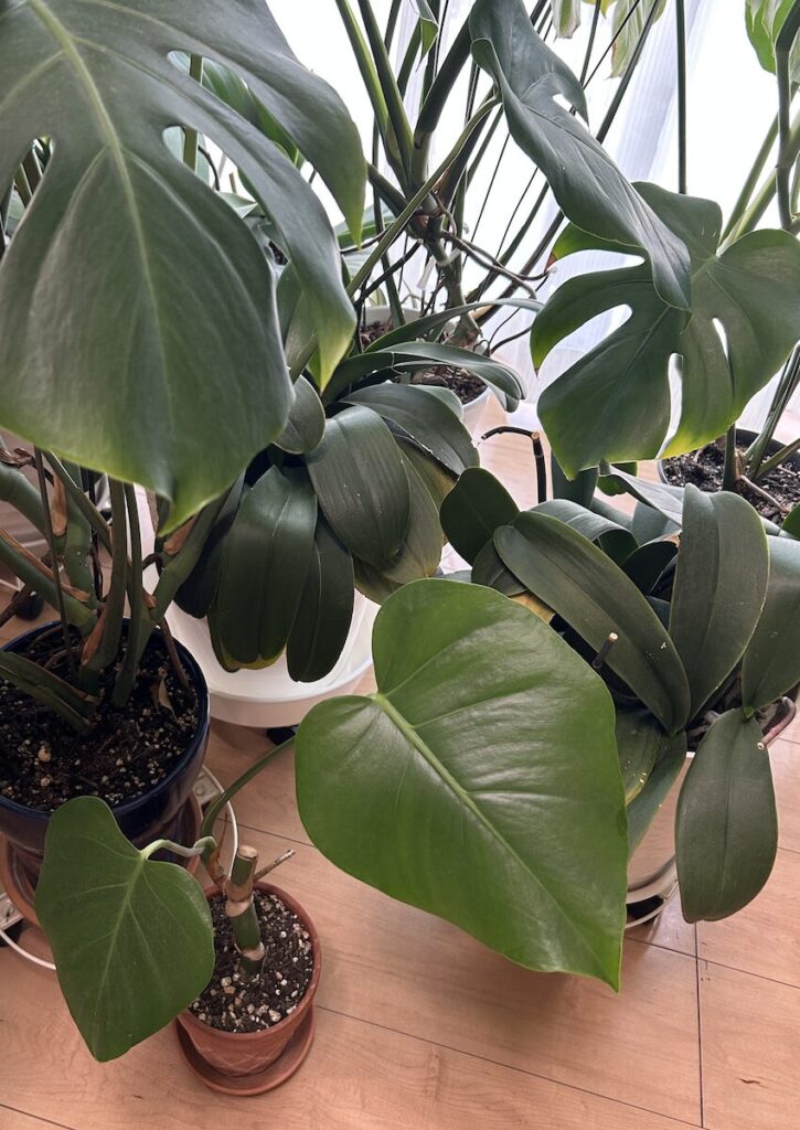 モンステラ｜深緑色の葉っぱ