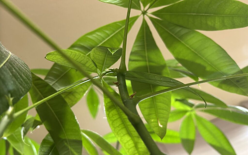 パキラ｜葉っぱ