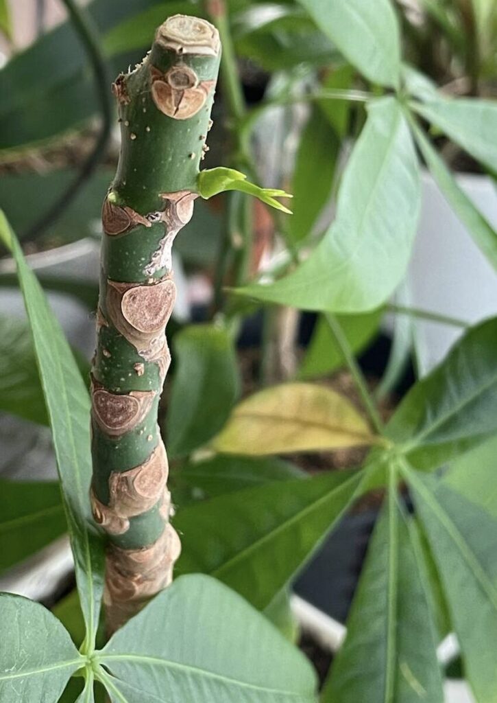 パキラ｜折れてしまった枝から新芽が出た様子