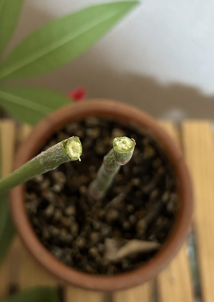 パキラ|カットした枝