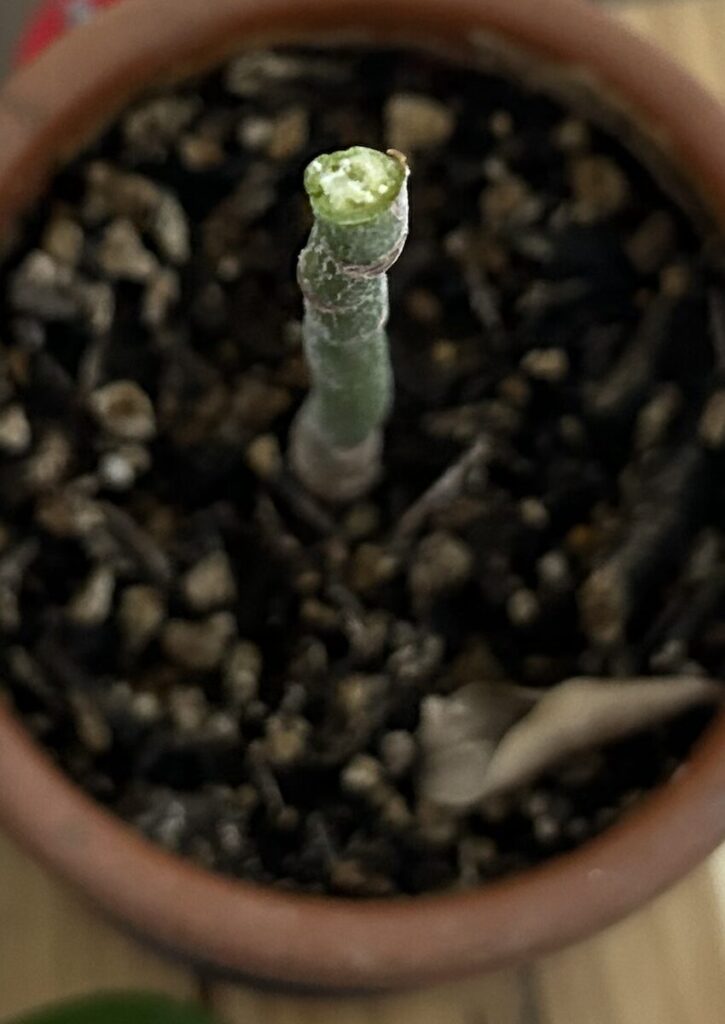 パキラ|カットした枝