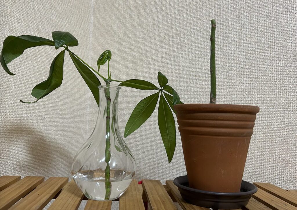 パキラ|カットした枝と水差しの様子