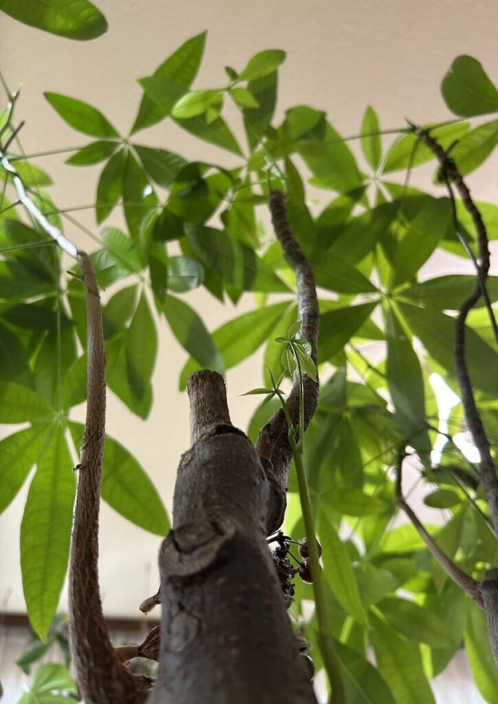 パキラ|新芽がたくさんある様子