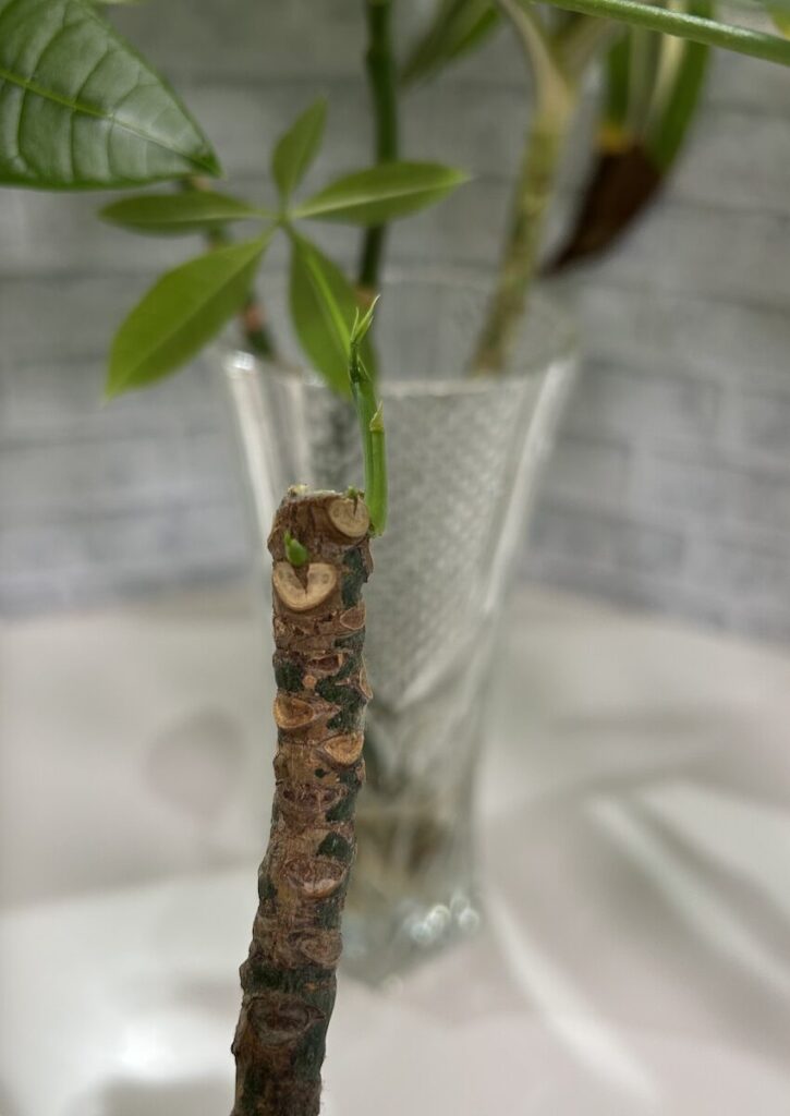 パキラ|折れてしまった枝から新芽が出た様子