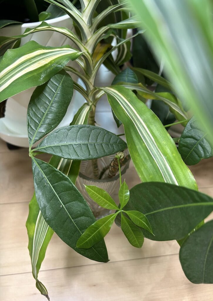 パキラ|折れてしまった枝から新芽が出た様子