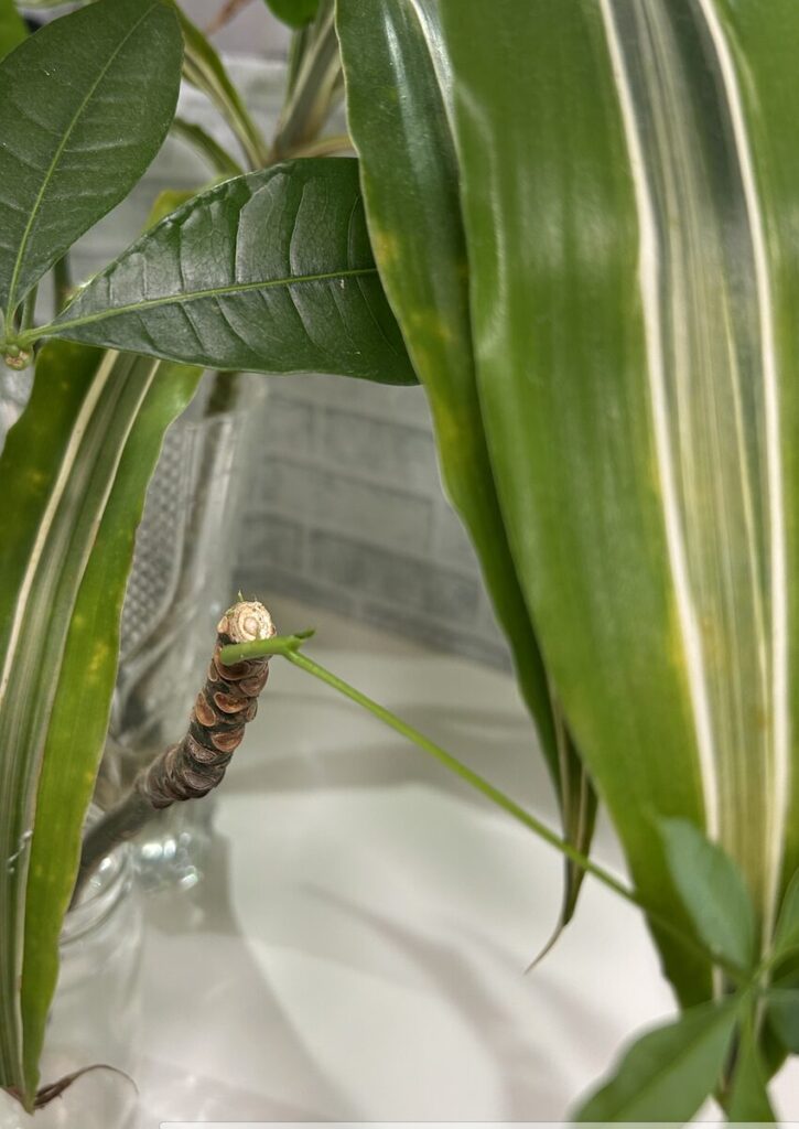 パキラ|折れてしまった枝から新芽が出た様子