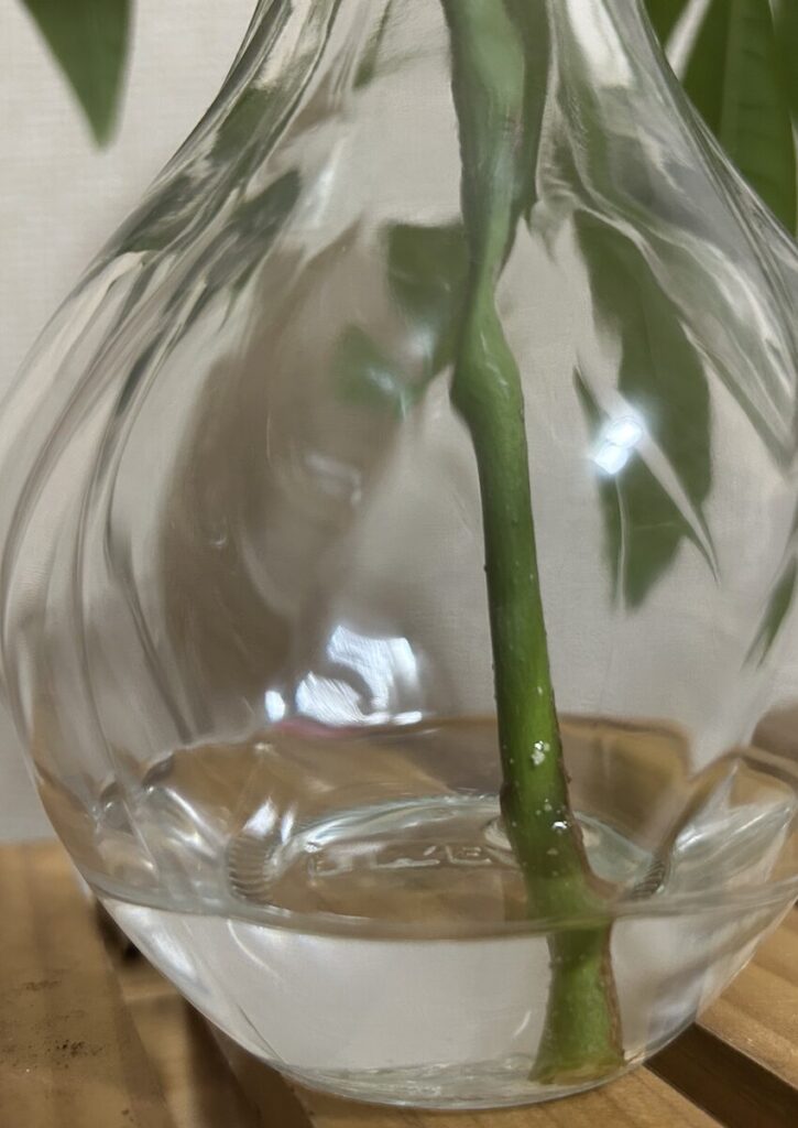 パキラ｜水差しの様子