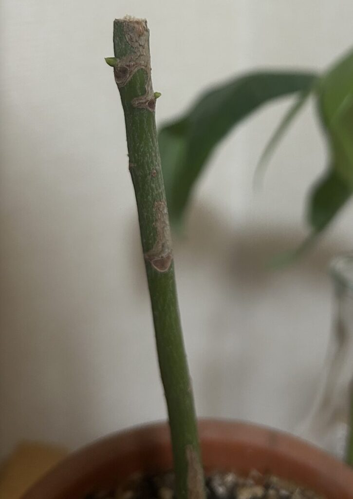 パキラ｜鉢植え